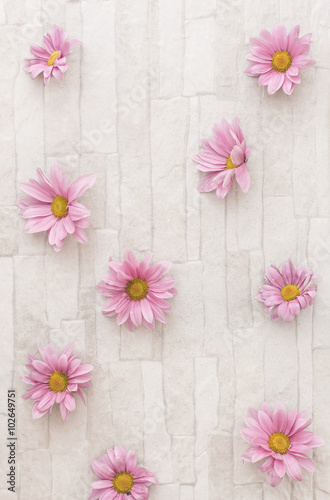 Chrysanthemum.  Overhead view of beautiful scattered pink flower background