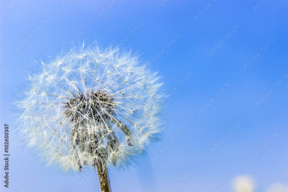 white dandelion on a background of blue sky