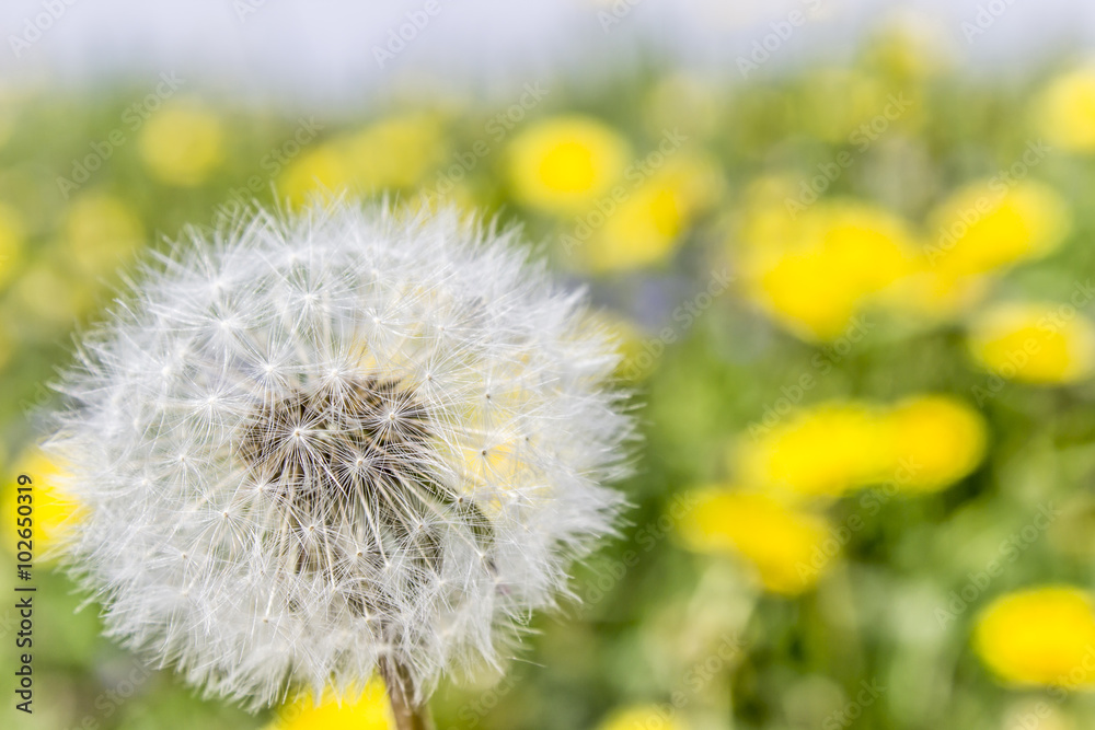 white dandelion on a background of blue sky white dandelion on a background of blue sky