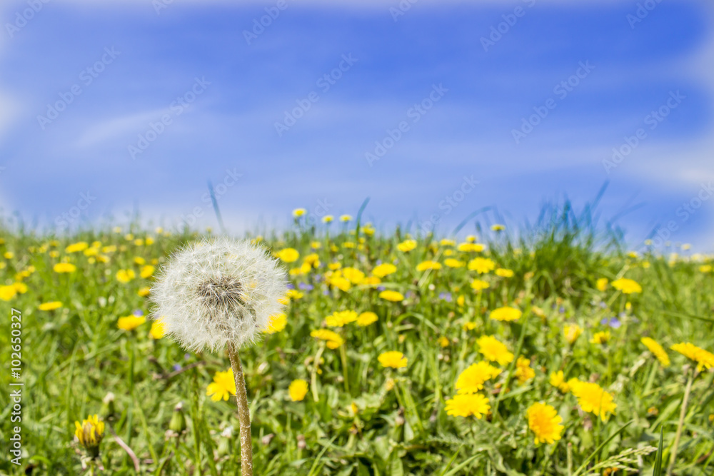 white dandelion on a background of blue sky