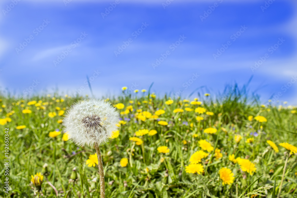 white dandelion on a background of blue sky white dandelion on a background of blue sky