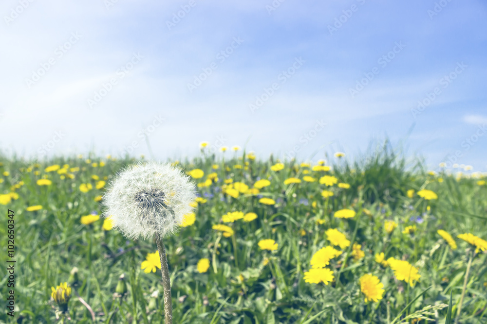 white dandelion on a background of blue sky
