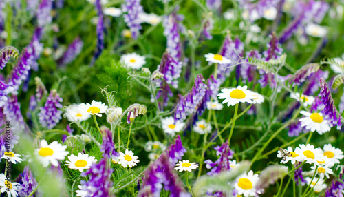 Frühlingserwachen: Blumenwiese in blau und weiß :)