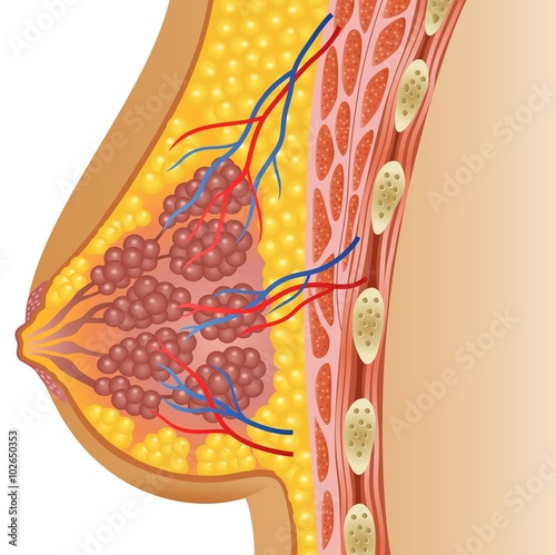 Illustration of female breast anatomy