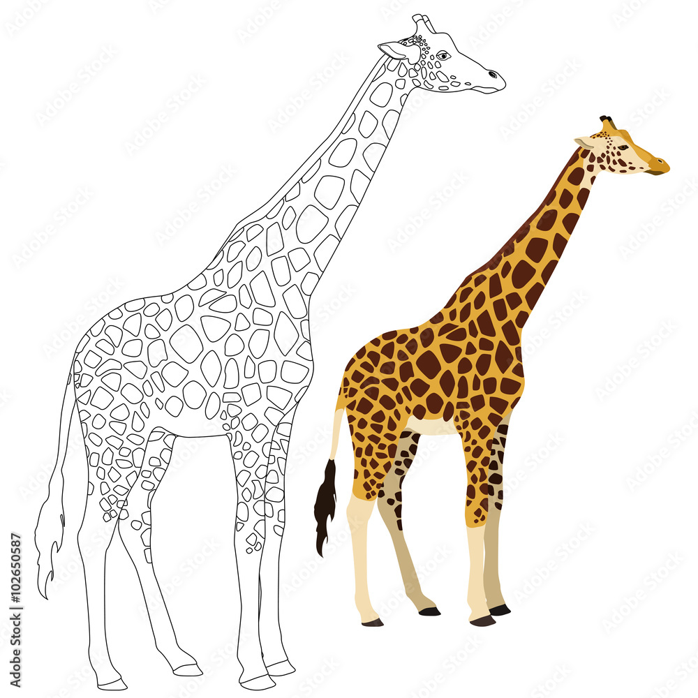 Obraz premium Giraffe illustration for coloring page. 