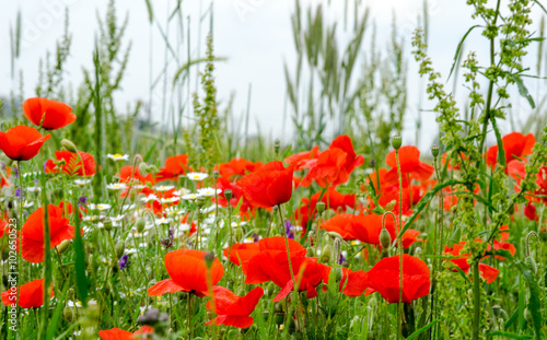 Palatinate meadow of red poppies :) photo
