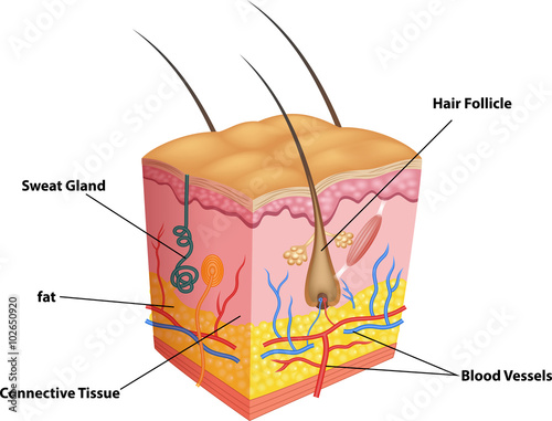 Illustration of The layers of skin and pores anatomy