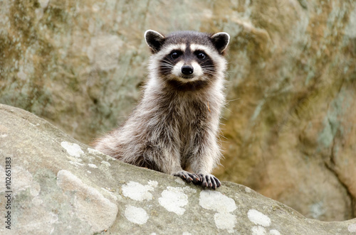 Photography A curious baby raccoon and his parent sit on top of a rock.