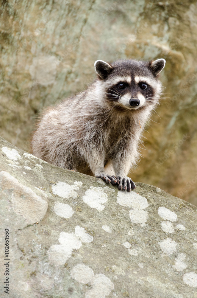 A curious baby raccoon and his parent sit on top of a rock. A curious baby raccoon and his parent sit on top of a rock.