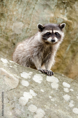 Wallpaper Mural A curious baby raccoon and his parent sit on top of a rock. Torontodigital.ca