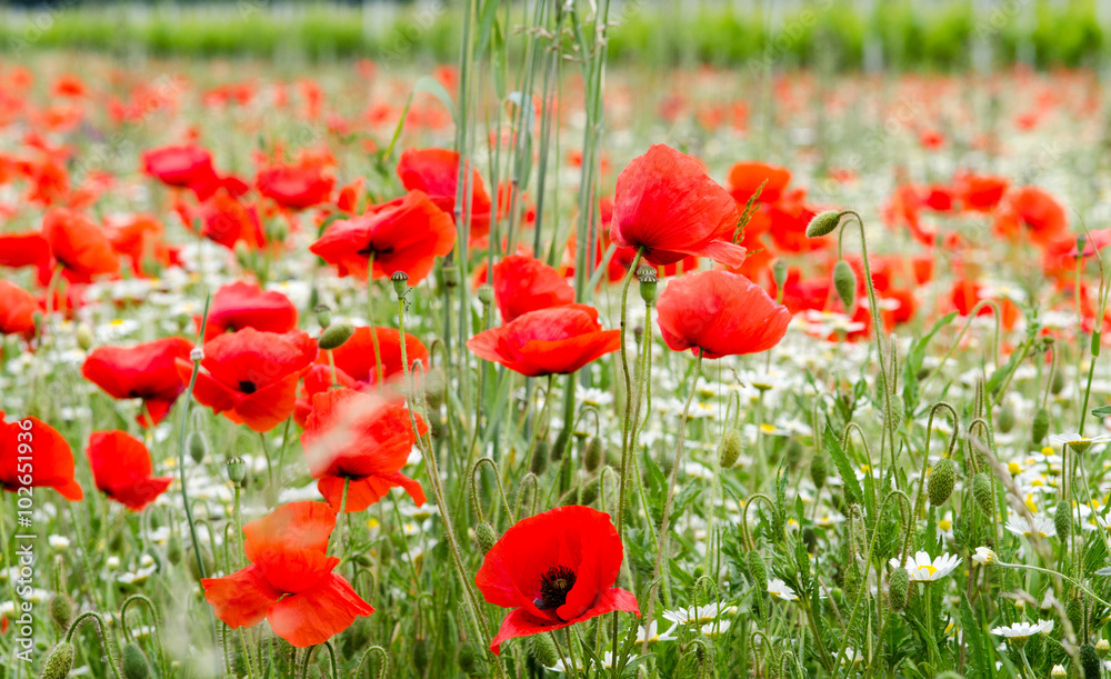 Obraz premium Roter Klatschmohn: Farbe des Sommers :)