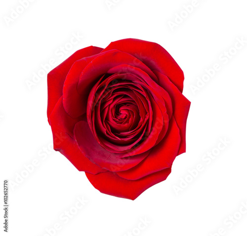 Dark red rose on isolated background