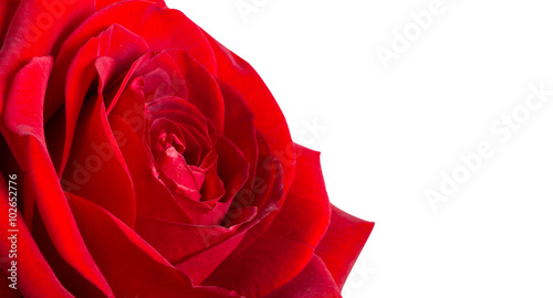 Fototapeta Naklejka Na Ścianę i Meble -  Dark red rose isolated on white background