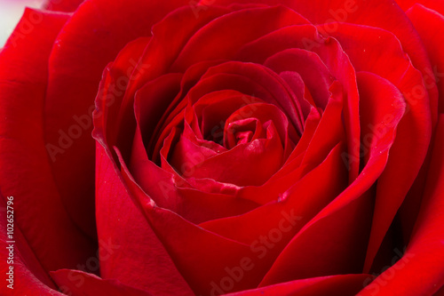 Dark red rose in macro scale