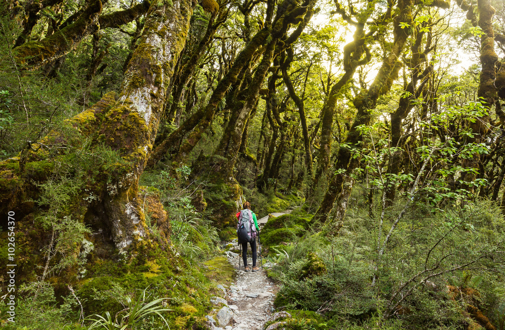 woman hiker with backpack walking in native beech forest on Rout