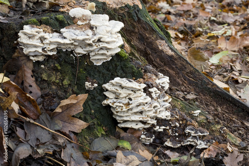 Fungus Smoky Bracket (Bjerkandera adusta) on tree stump