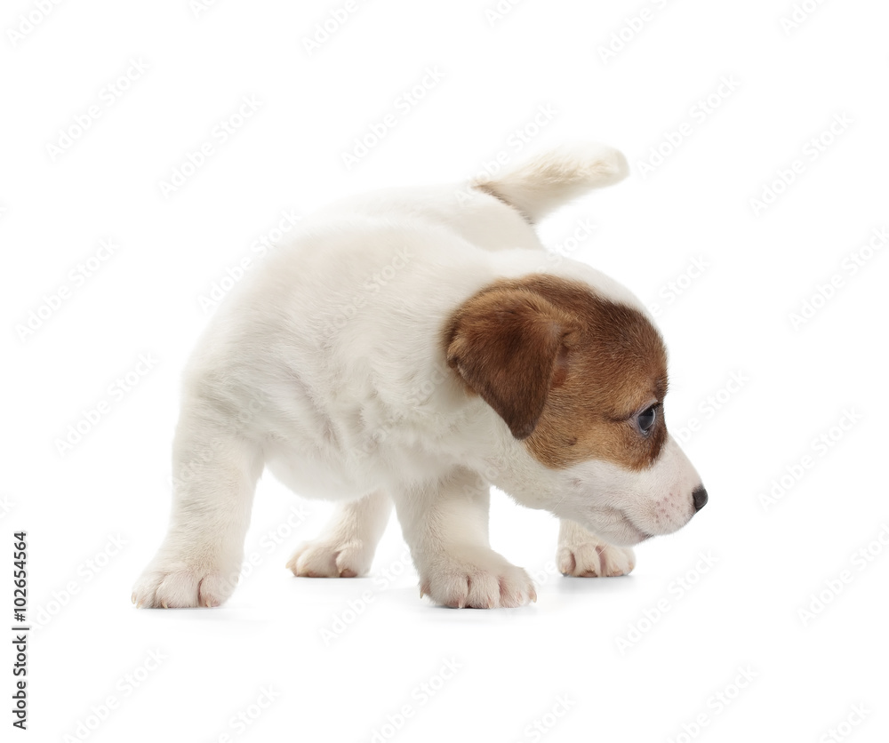 Jack Russell Terrier puppy