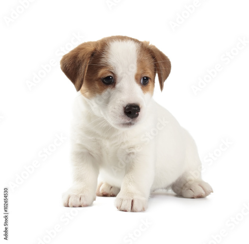 Jack Russell Terrier puppy © artSILENSE