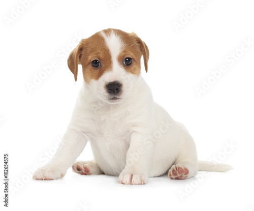 Jack Russell Terrier puppy © artSILENSE