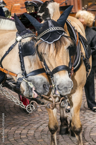 Fototapeta Naklejka Na Ścianę i Meble -  head of stagecoach horses in detail