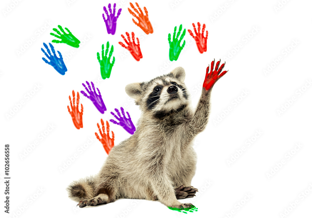 Naklejka premium Raccoon sitting on the background of handprints
