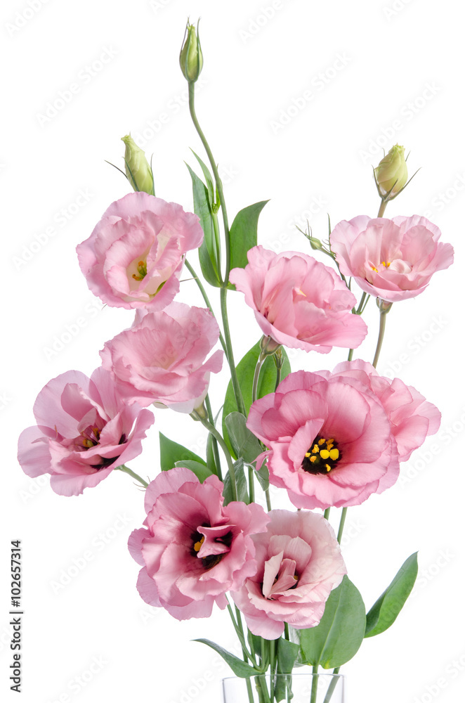 bunch of pink eustoma flowers in glass vase isolated on white bunch of pink eustoma flowers in glass vase isolated on white