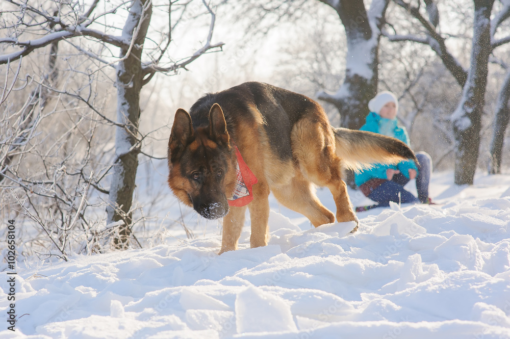 Girl trains her dog German Shepherd