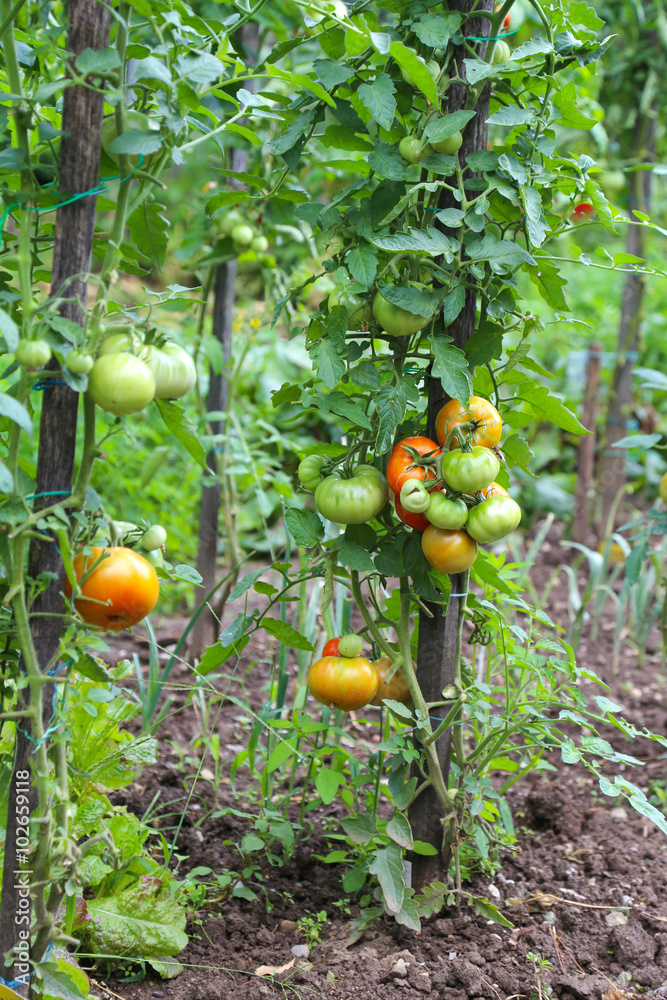 tomates tomates