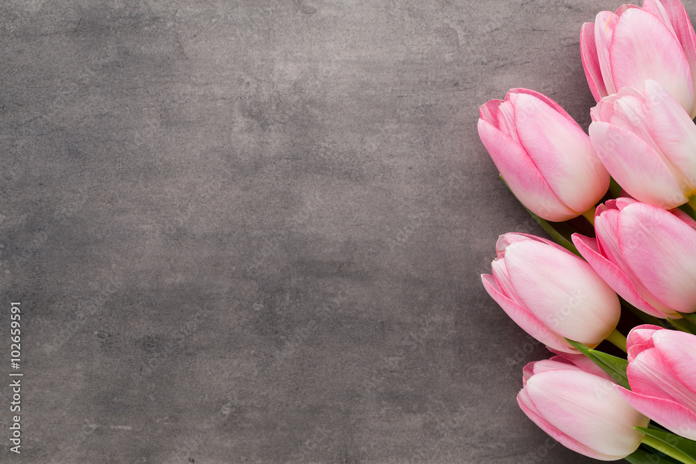 Tulip on the grey  background.