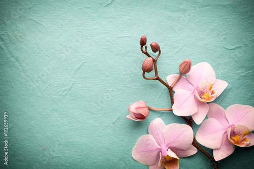 Fototapeta Naklejka Na Ścianę i Meble -  Orchid.