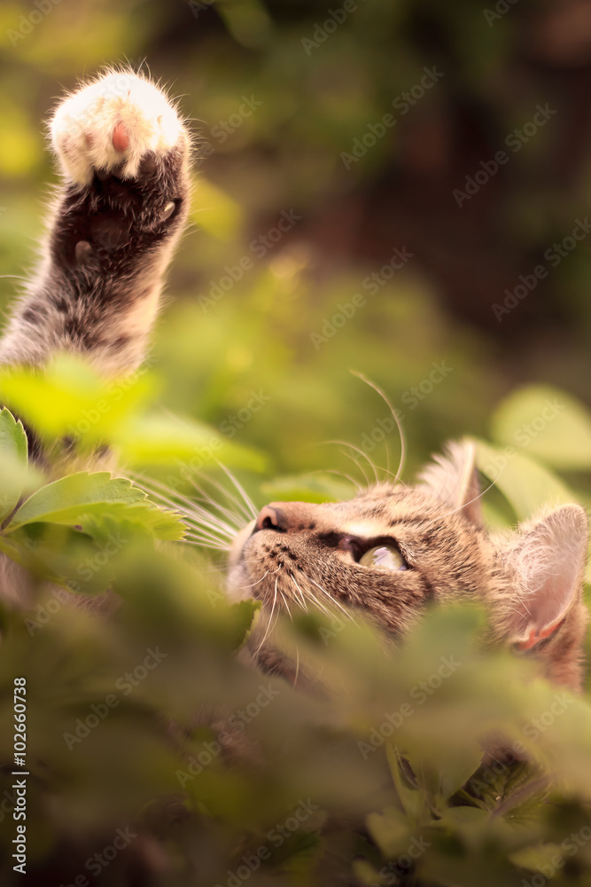 Cat playing in grass Cat playing in grass