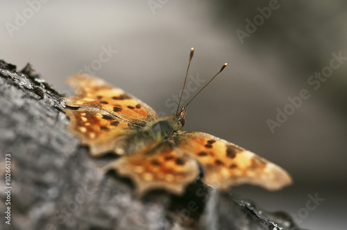 Orange butterfly on a grey background. Shallow depth of field for artistic view. © Viesinsh