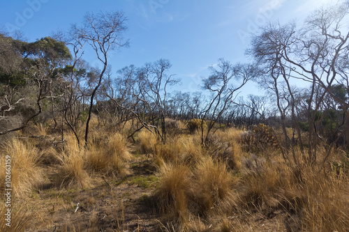 The outback bush of Australia