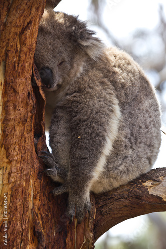 Koala sleeping during the day