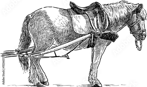 horse at work