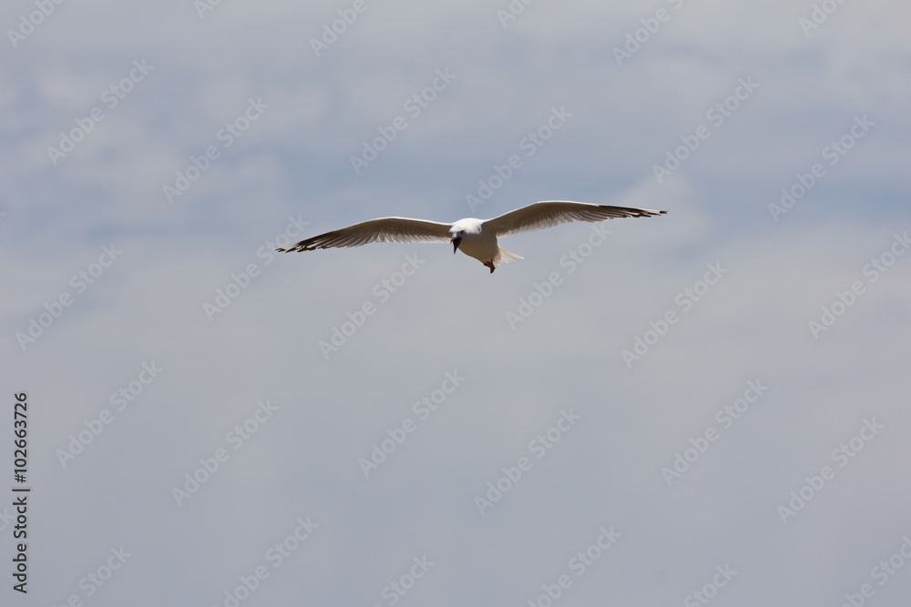 Fototapeta premium Seagull flying with beak open