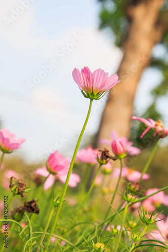 Beautiful Cosmos flower field © thirathat