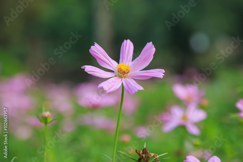 Beautiful Cosmos flower field