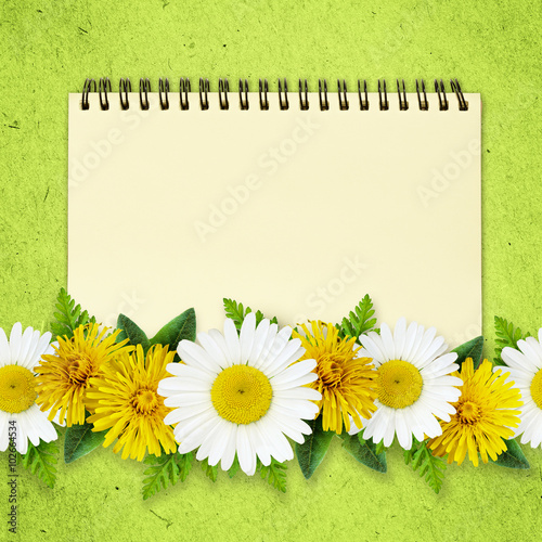 Daisy and dandelion flowers...