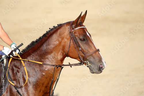 Face of a purebred racehorse with beautiful trappings under sadd © acceptfoto