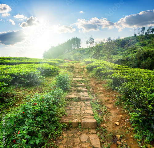 Staircase in tea field