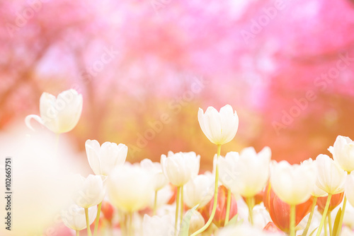 White tulips with pink blur background.