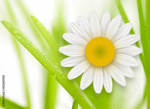 Fototapeta Naklejka Na Ścianę i Meble -  Flowers background, white spring flowers and green grass.