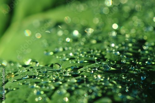 water drops leaf background