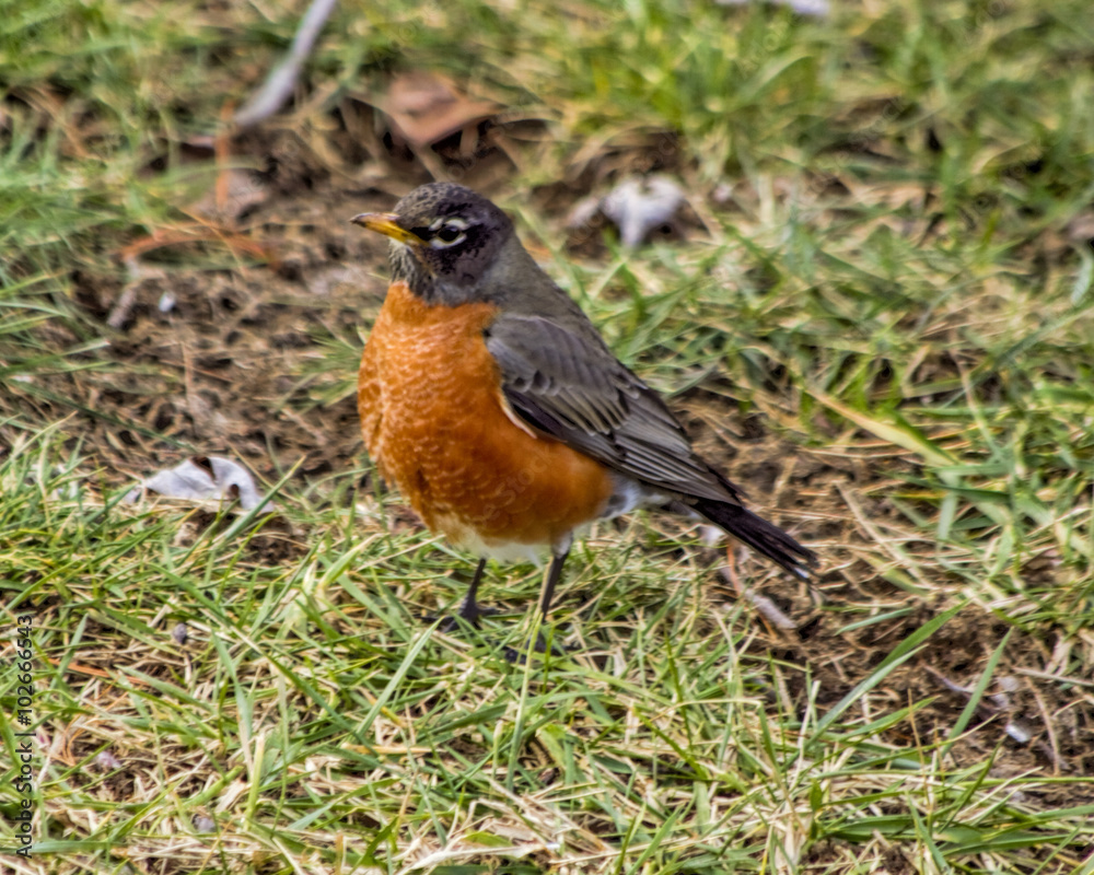 Fototapeta premium Fat little robin being watchful while searching for worms in winter time.