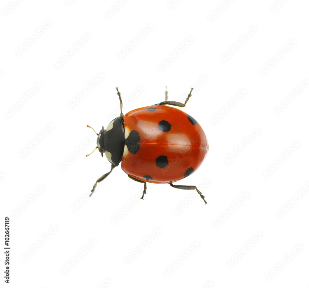 Ladybug isolated on white Ladybug isolated on white