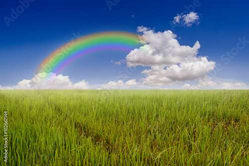 Rice field rainbow and blue sky.