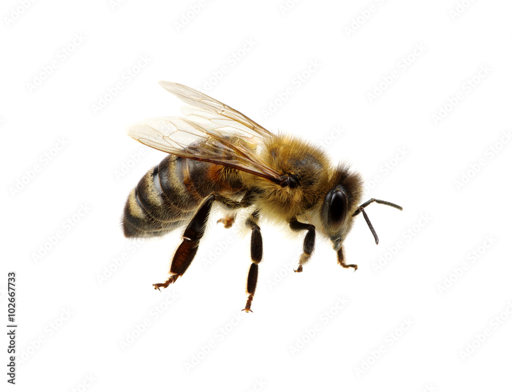 bee bee