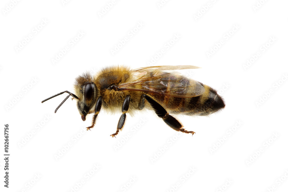 Bee on the white