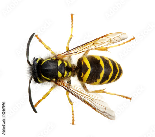 wasp